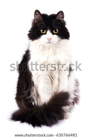 Black and white cat isolated on white