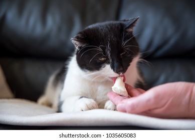 Chat Fromage Stock Photos Images Photography Shutterstock