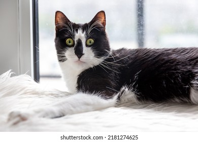 A Black And White Cat Lies On A White Fur Rug Near The Window