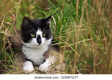 Black And White Cat Lies In The Tall Grass