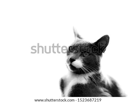 black and white cat lookig up with a serious expression. high key with white background