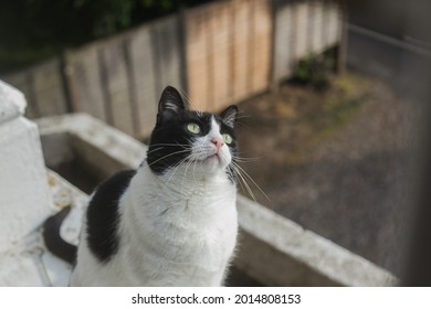 Black and white cat looking at birds in the exterior part of the window.