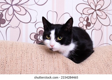 Black And White Cat Lying Down Relaxing On The Back Cushion Of A Brown Couch Close Up