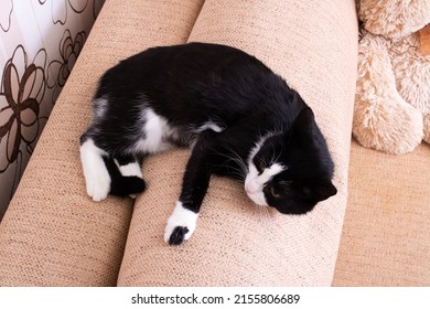 Black And White Cat Lying Down Relaxing On The Back Cushion Of A Brown Couch Close Up