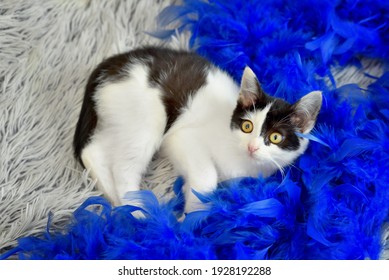 Black And White Cat Lying On A White Furry Background In A Blue Feather Boa