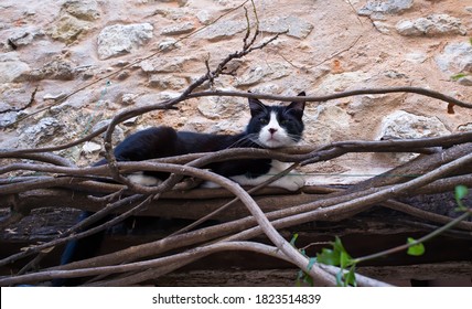 Black And White Cat Lying Perched In A Tree Above A Door In A Village. French Riviera, France.