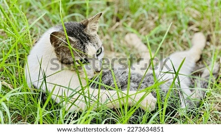 Black and white cat lying with a sharp gaze in Pangkajene and Islands Regency of South Sulawesi Province