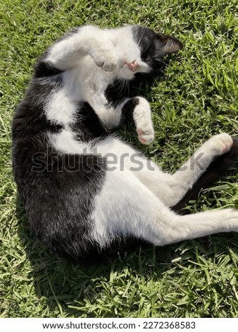 Black white cat make funny sleeping in gaden
