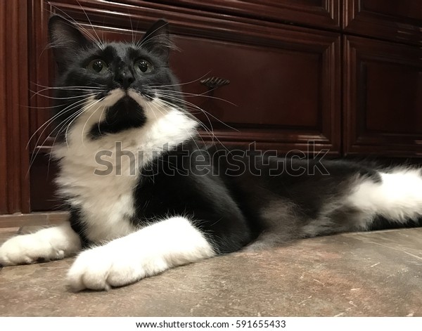 Black White Cat Mustache Laying Indoors Stock Photo Edit Now 591655433,Anniversary Ideas