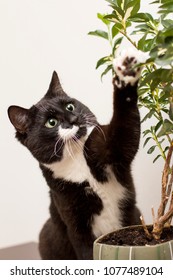 A Black And White Cat With A White Mustache And A Spot On The Face Touches The House Plant In A Pot - Ficus