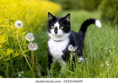 Black and white cat near dandelions in the park - Powered by Shutterstock