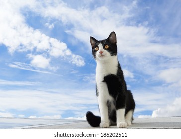 black and white cat on an airplane
