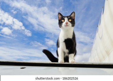 black and white cat on an airplane