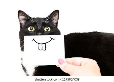 Black and white cat on white background. Smile drawing on white sticker for cat. Hand holding paper. Smiling cat - Shutterstock ID 1195924039