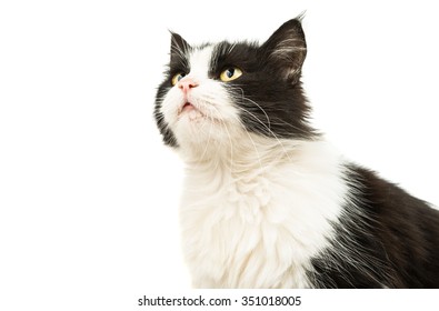 Black And White Cat On A White Background