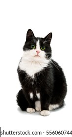 Black And White Cat On A White Background