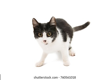 Black And White Cat On A White Background