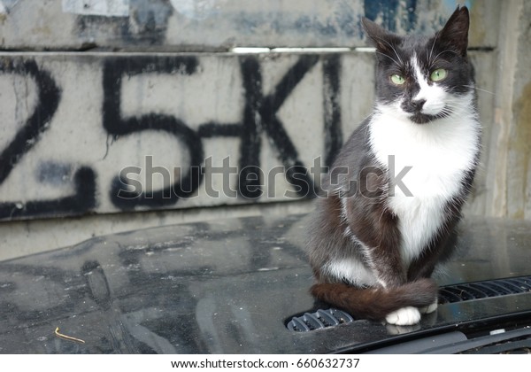 Black and white cat on car\
hood