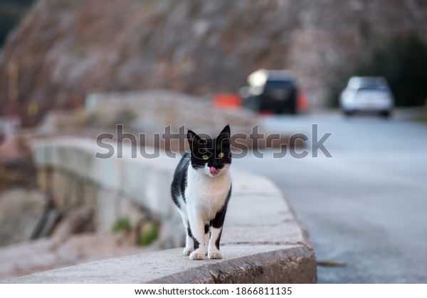 A black and white cat on the side of\
the road is licking its lips after eating. Blurry background. Cute\
street cat in its natural habitat in\
winter.