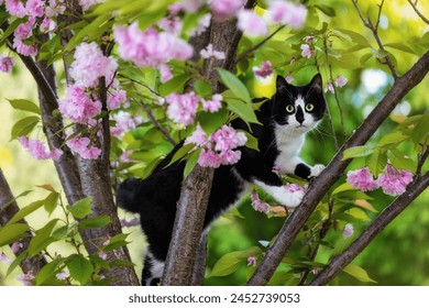 Black and white cat on a tree with pink flowers. - Powered by Shutterstock