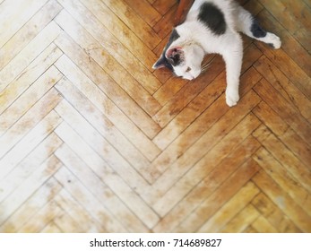 Black And White Cat On Wood Floor Top View