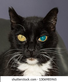 A Black And White Cat With One Dialated Pupil.