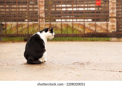 Black And White Cat Out On Wet Ground After Rain.