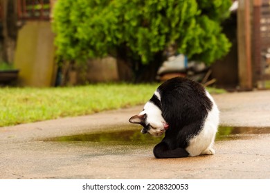 Black And White Cat Out On Wet Ground After Rain.