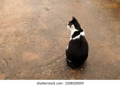 Black And White Cat Out On Wet Ground After Rain.