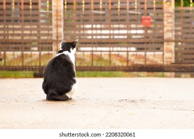 Black And White Cat Out On Wet Ground After Rain.