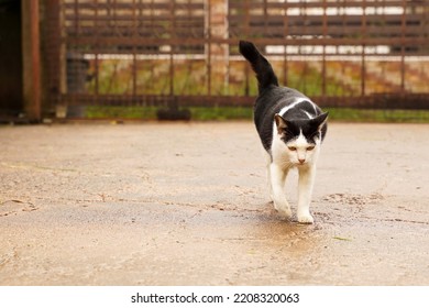 Black And White Cat Out On Wet Ground After Rain.