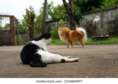 Black And White Cat Out On Wet Ground.