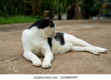 Black And White Cat Out On Wet Ground.