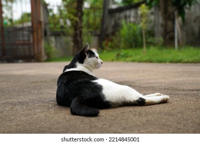 Black And White Cat Out On Wet Ground.