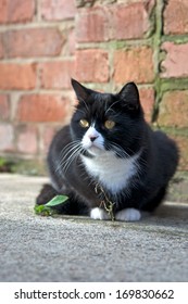 black and white cat, outside. - Shutterstock ID 169830662