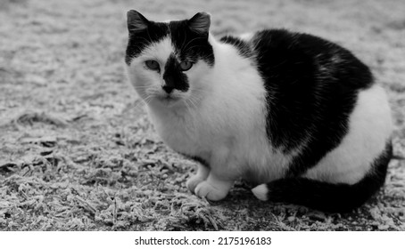 Black And White Cat Outside In The Garden