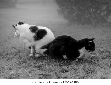 Black And White Cat Outside In The Garden