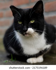 Black And White Cat Outside In The Garden