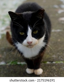 Black And White Cat Outside In The Garden