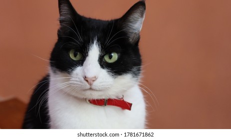 Black And White Cat With Red Collar