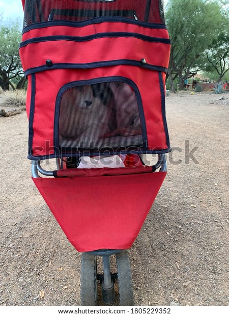 Black\
and white cat in red pet stroller in Arizona\
desert