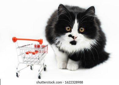 black and white cat with red shopping cart isolated on white. online shopping, sale, discount, black friday.