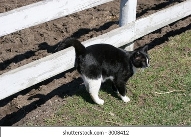 black and white cat rubbing up against fence