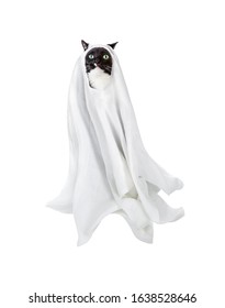 Black And White Cat In A Sheet Ghost Costume Isolated On A White Background