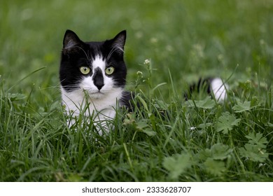 Black and white cat sit in tall grass - Powered by Shutterstock