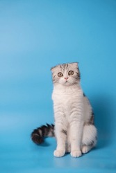 A Black And White Cat Sitting In Front Of A Blue Background Looking At Camera. Isolated