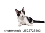 A black and white cat sitting looking calm and relaxing, Isolated on a white background.