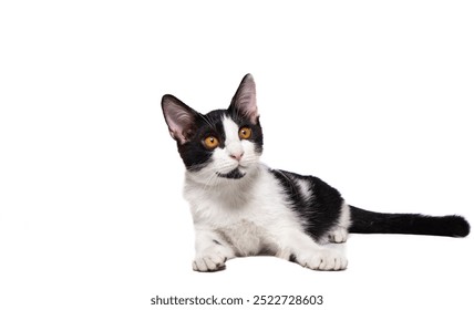 A black and white cat sitting looking calm and relaxing, Isolated on a white background. - Powered by Shutterstock