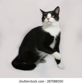 Black And White Cat Sitting On Gray Background