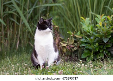 Black and white cat sitting on the garden.